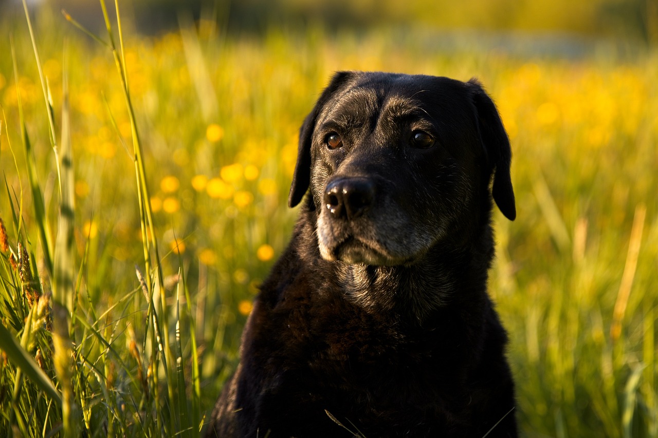 How to Draw a Realistic Dog: Step-By-Step Guide